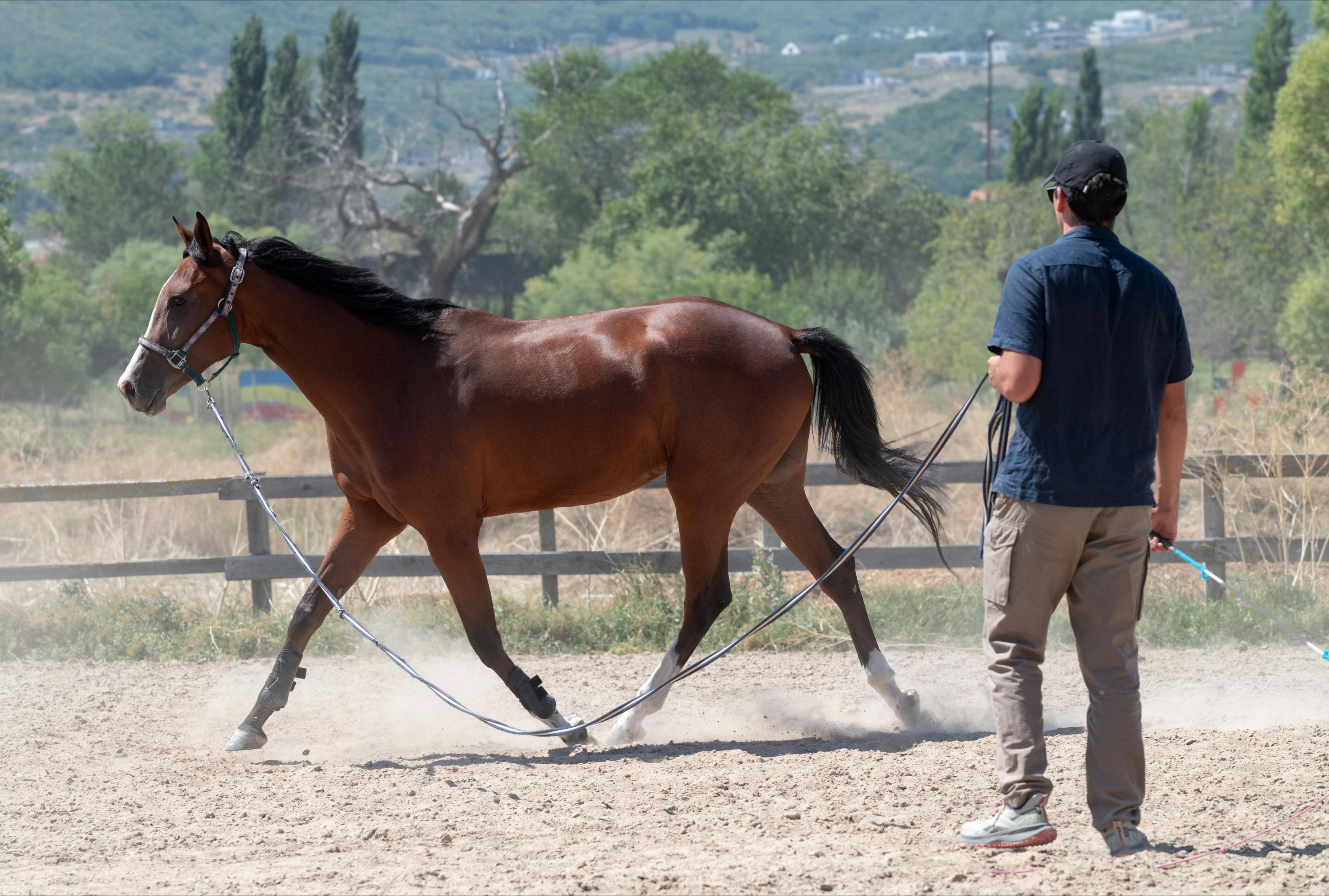 Horse being worked